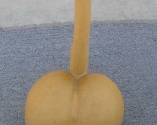 葫蘆|bottle gourd