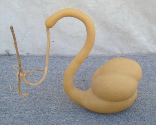 葫蘆|bottle gourd